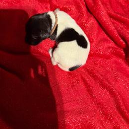 Brown - Black roan male German Shorthaired Pointer puppy in Jackson, Georgia from Rosengrace Gsps (formerly Tiner GSP’s)