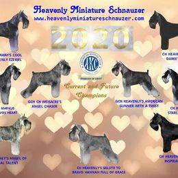 James - Miniature Schnauzer