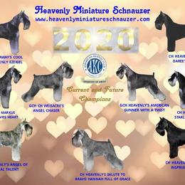 James - Miniature Schnauzer