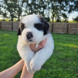 George - Mahogany and white male Saint Bernard puppy in Brandon, South Dakota from Split Rock Saints