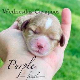 Purple - Apricot female Cavapoo puppy in Coal City, Indiana from Wednesday & Co