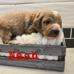 Nash - Apricot male Goldendoodle puppy in Archbold, Ohio from Wurster's Mini Wee Doodles