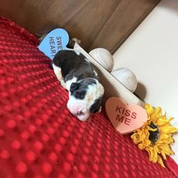 Pippin - Brown and white male Saint Bernard puppy in Ramona, California from Buendias Ranch Saint Bernards & Bernese Mountain Dogs