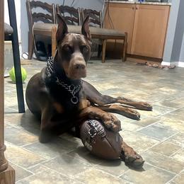 Doberman Pinscher puppies from Double-Take Doberman Kennels