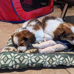 Stroop Jr. - Nederlandse Kooikerhondje puppy in Tampa, Florida from Lenders Land