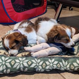 Stroop Jr. - Nederlandse Kooikerhondje puppy in Tampa, Florida from Lenders Land