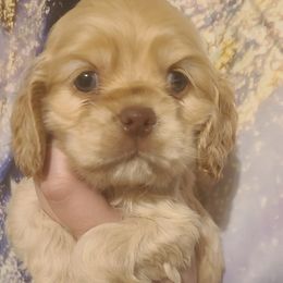 Cocker Spaniels from Our Dandy Puppies