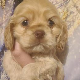 Cocker Spaniels from Our Dandy Puppies
