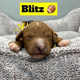 Blitz- Yellow Collar - Red  male Goldendoodle puppy in Cape Coral, Florida from Nay Nays Mini Doodles