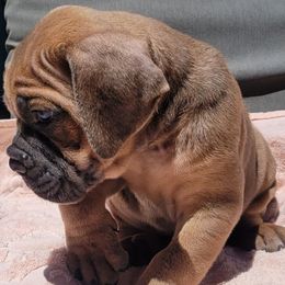 5 - Fawn female Cane Corso puppy in Scottsdale, Arizona from Marcus Attilius Cane Corso