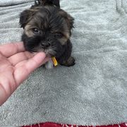 Yellow - Brindle Shorkie puppy in Toccoa, Georgia from Shorkie & Shih Tzu Haven