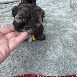 Yellow - Brindle Shorkie puppy in Toccoa, Georgia from Shorkie & Shih Tzu Haven
