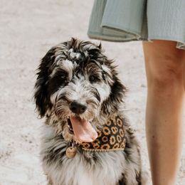 Goldendoodle Puppies from Little Bear Doodles
