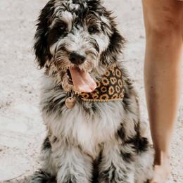 Goldendoodle Puppies from Little Bear Doodles