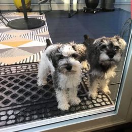 Miniature Schnauzer Puppies from Krystle's Miniature Schnauzers