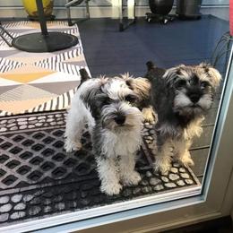Miniature Schnauzer Puppies from Krystle's Miniature Schnauzers