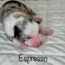 Espresso - Blue merle male Australian Shepherd puppy in Beaverdam, Virginia from Cimmarun Farm Aussies