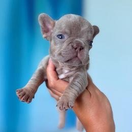 Aurora - Liver female French Bulldog puppy in Port St Lucie, Florida from Infinity French Bulldogs