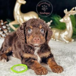 Green boy - Brown male Bernedoodle puppy in Waukesha, Wisconsin from Bernedoodle Boutique (and Cavapoos)