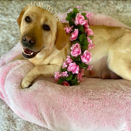 Labrador Retriever puppies from Cantina Labs and Cavs