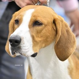 Billie - American Foxhound