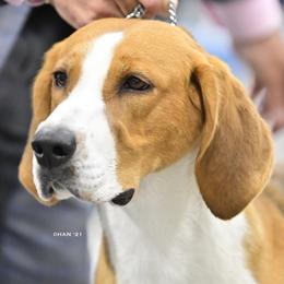 Billie - American Foxhound