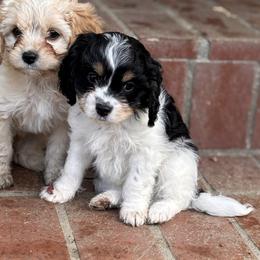 Charlie - Tri-color male Cavapoo puppy in Jackson, California from Disney Doodles