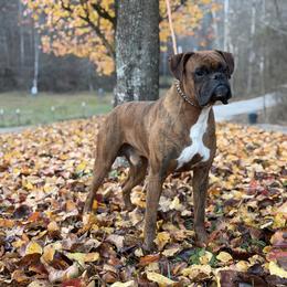 Boxer puppies from Bre’s Boxers