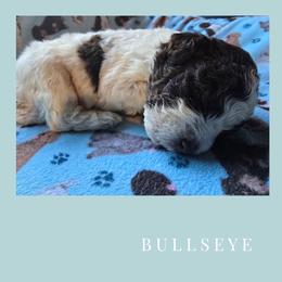 Boy 1 - Brown roan male Lagotto Romagnolo puppy in Salida, California from Harper's Lagotti