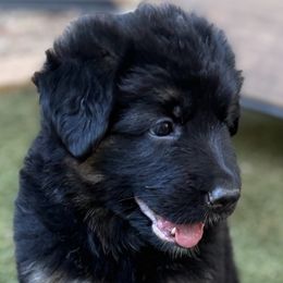 German Shepherd Puppies from AB_Elite_GSD