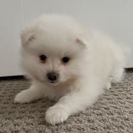 Haymitch - White male American Eskimo Dog puppy in West Jordan, Utah from Ketura’s Angels Kennels