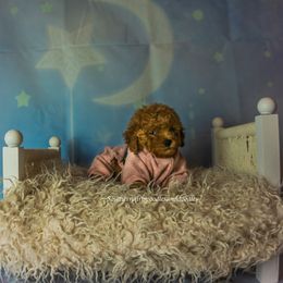 Poodle Puppies from Southern Girls Poodles