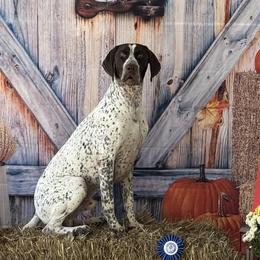 German Shorthaired Pointers from SmokePoint GSPs