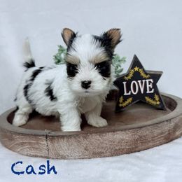 Akc Cash - Black tan and white male Biewer Terrier puppy in Cartersville, Georgia from Alpha Tiny Paws