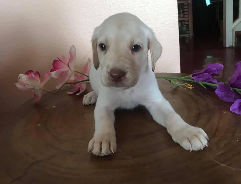 Cyrene’s Labradors in Texas Labrador Retriever and Dilute Retriever