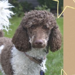 Aussiedoodles and Poodles from Drew’s Aussies & Doodles