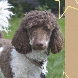 Aussiedoodles and Poodles from Drew’s Aussies & Doodles