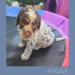 Girl 3 - Brown roan female Lagotto Romagnolo puppy in Salida, California from Harper's Lagotti