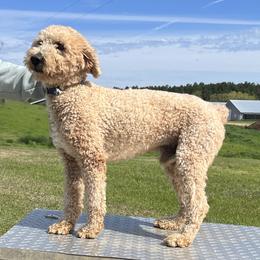 Goldendoodle puppies from Southern Country Doodles
