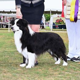 Vinnie - Border Collie