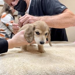 Dachshund Puppies from Island Farms Mimi’s Dachshunds Florida