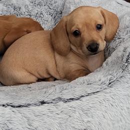Eve - Red female Dachshund puppy in Kingsport, Tennessee from Little Long & Lovely Dachshunds