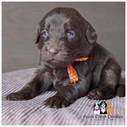 Pick 3 is open. F1 Labradoodle puppies..OFA-Genetics-2 yr warranty. - Chocolate male Labradoodle puppy in Jeddo, Michigan from Apple Creek Doodles
