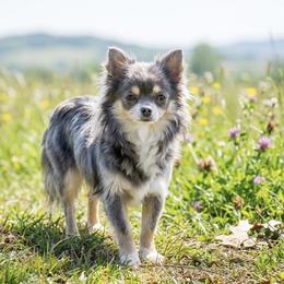 Dixie - Chihuahua