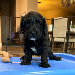 Darla - Black female Goldendoodle puppy in Anthem/Phoenix, Arizona from Ironwood Doodles