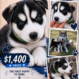 Boy 3 green - Black and white male Siberian Husky puppy in Albuquerque, New Mexico from Tracy Jaramillo