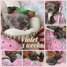 Violet - Lilac female Shih Tzu puppy in Coolidge, Arizona from Shih Tzu’s  ‘N’ Love
