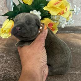 Brown collar - Gray and fawn male Cane Corso puppy in Tucson, Arizona from Cane Corso Friends