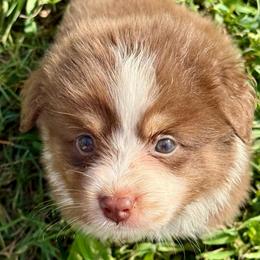 Crescent - Red tri-color female Miniature American Shepherd puppy in Gatesville, Texas from Southern Promise Aussie’s