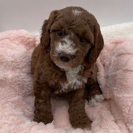 Poppy - Red  female Goldendoodle puppy in Kansas City, Kansas from Bella & Ivy’s Mini Goldendoodles of KC